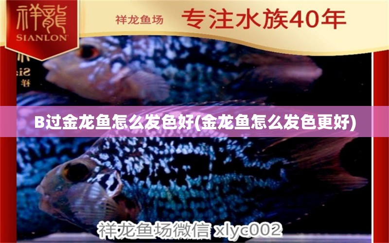 B過金龍魚怎么發(fā)色好(金龍魚怎么發(fā)色更好) 印尼虎苗