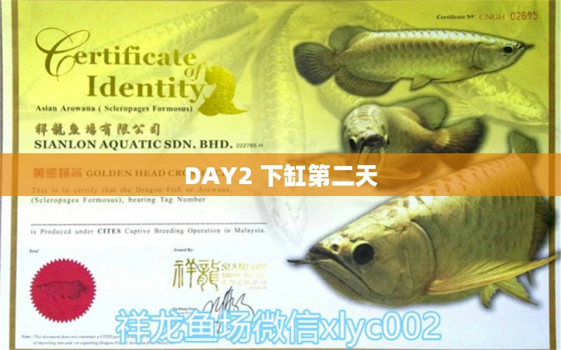 DAY2 下缸第二天 觀賞魚論壇 第2張