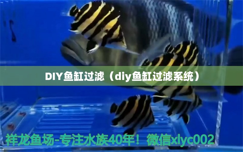 DIY魚缸過濾（diy魚缸過濾系統(tǒng)） 觀賞魚市場（混養(yǎng)魚）