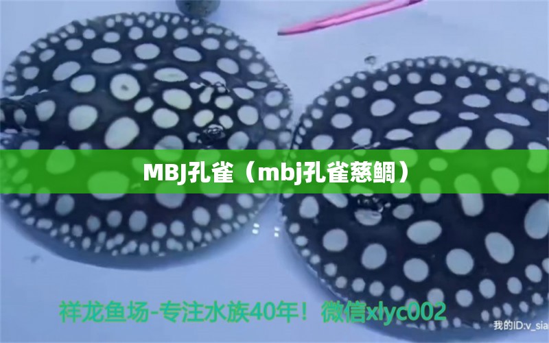 MBJ孔雀（mbj孔雀慈鯛）