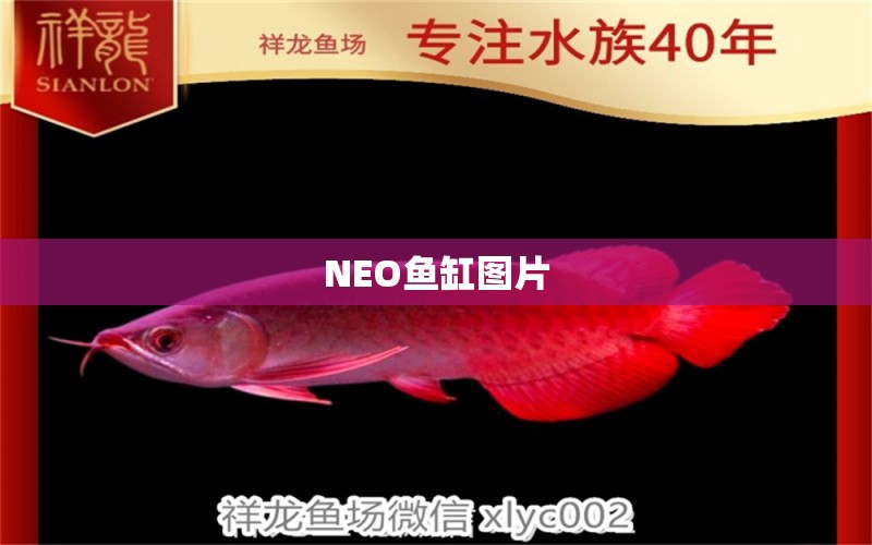 NEO魚缸圖片 祥龍魚場