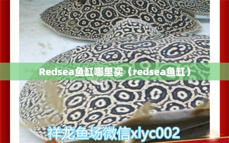 Redsea魚缸哪里買（redsea魚缸） 祥龍水族醫(yī)院