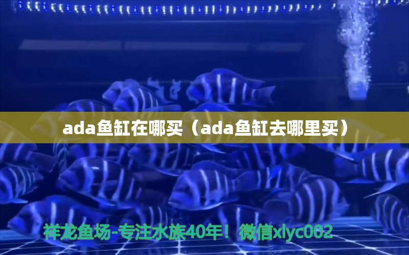 ada魚缸在哪買（ada魚缸去哪里買）