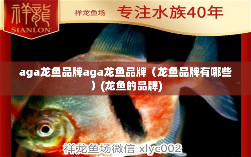 aga龍魚品牌aga龍魚品牌（龍魚品牌有哪些）(龍魚的品牌) 鐵甲武士