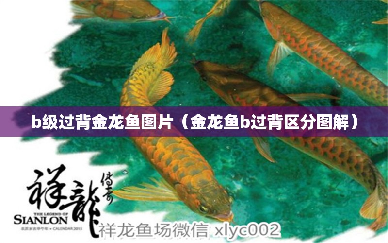 b級過背金龍魚圖片（金龍魚b過背區(qū)分圖解） B級過背金龍魚 第1張