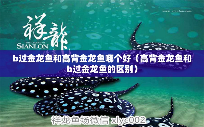 b過(guò)金龍魚(yú)和高背金龍魚(yú)哪個(gè)好（高背金龍魚(yú)和b過(guò)金龍魚(yú)的區(qū)別） 高背金龍魚(yú)