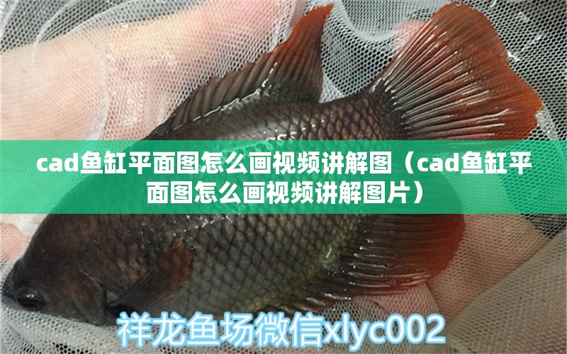 cad魚缸平面圖怎么畫視頻講解圖（cad魚缸平面圖怎么畫視頻講解圖片）