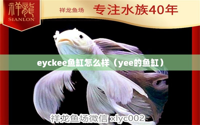 eyckee魚缸怎么樣（yee的魚缸） yee