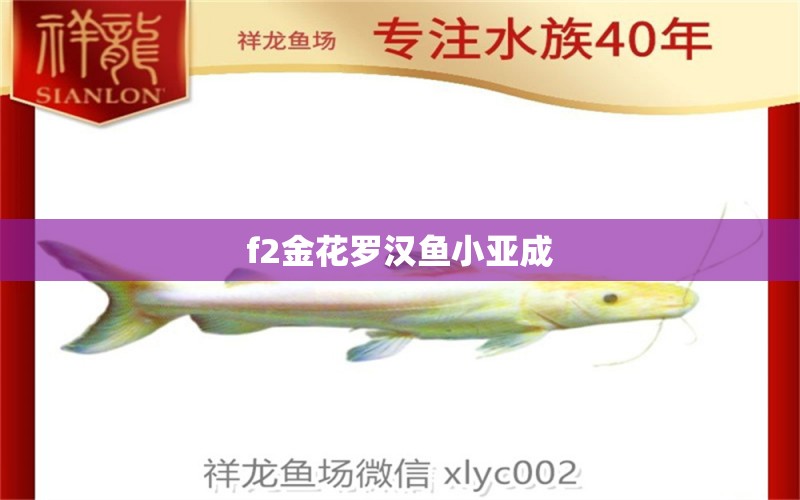 f2金花羅漢魚(yú)小亞成 觀賞魚(yú)論壇 第2張