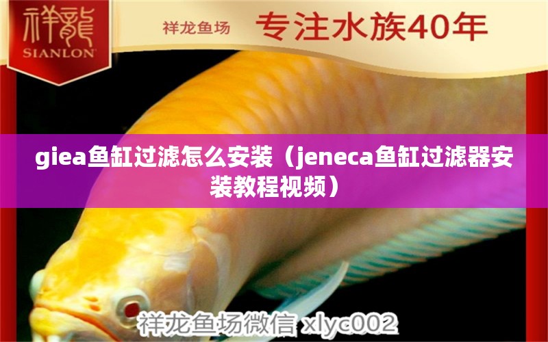 giea魚缸過濾怎么安裝（jeneca魚缸過濾器安裝教程視頻） 祥龍水族醫(yī)院