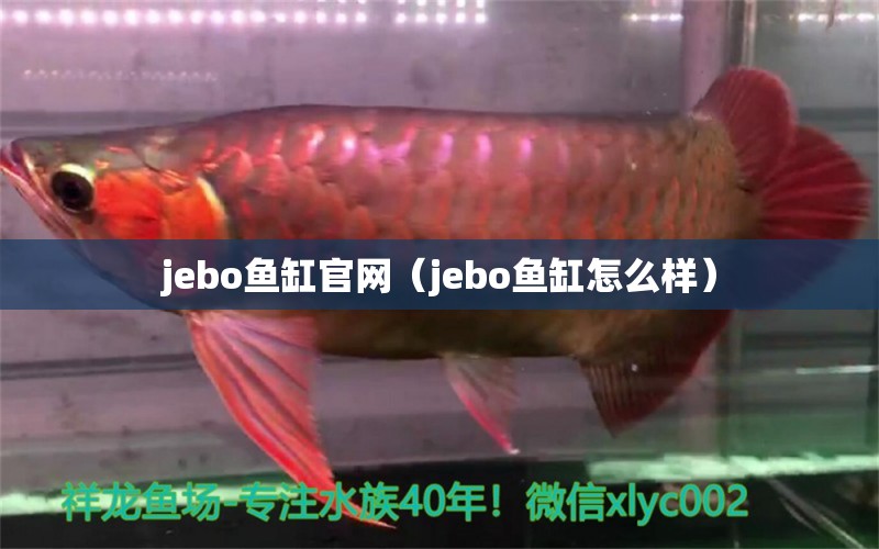 jebo魚缸官網(wǎng)（jebo魚缸怎么樣） 潛水泵