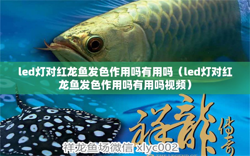 led燈對紅龍魚發(fā)色作用嗎有用嗎（led燈對紅龍魚發(fā)色作用嗎有用嗎視頻） 印尼紅龍魚