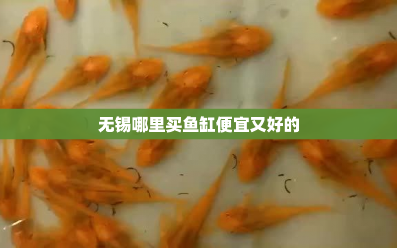 無錫哪里買魚缸便宜又好的 水族問答 第2張