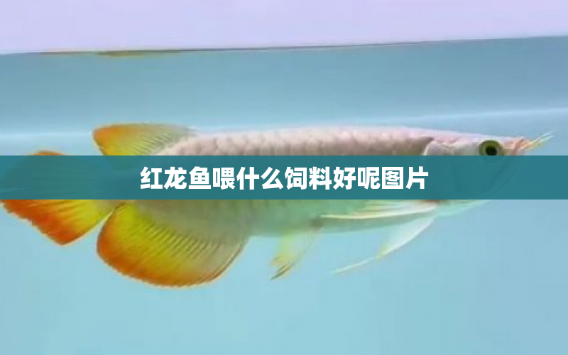 紅龍魚(yú)喂什么飼料好呢圖片 水族問(wèn)答