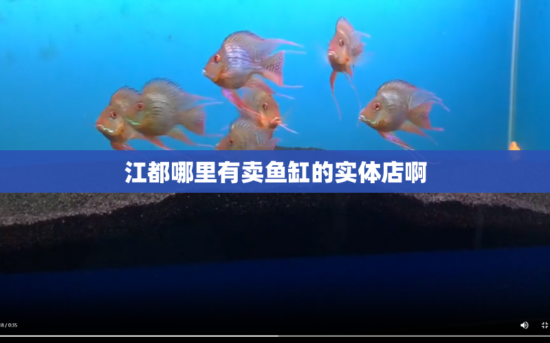 江都哪里有賣魚缸的實體店啊 水族問答 第2張