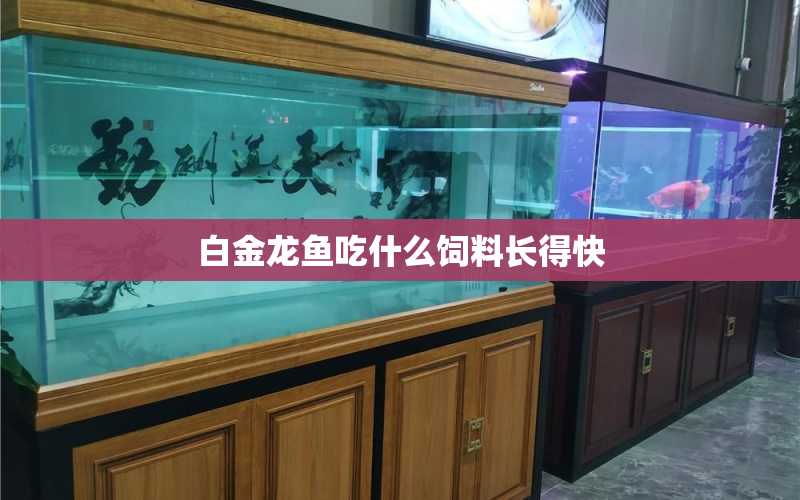 白金龍魚吃什么飼料長得快 水族問答 第1張