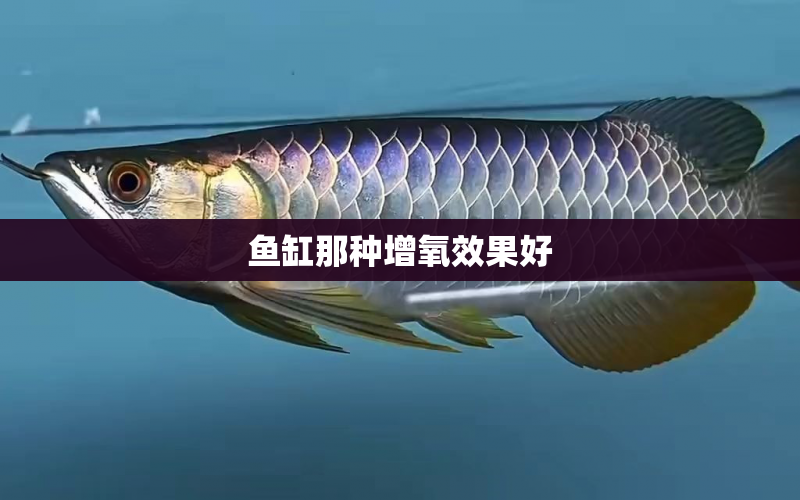 魚缸那種增氧效果好 水族問答 第1張