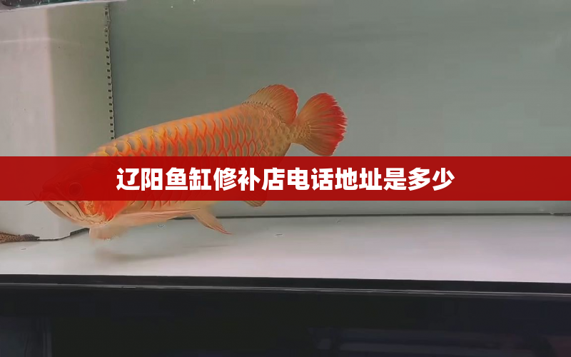 遼陽魚缸修補店電話地址是多少 水族問答 第1張