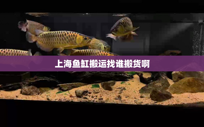 上海魚缸搬運(yùn)找誰搬貨啊 水族問答 第1張