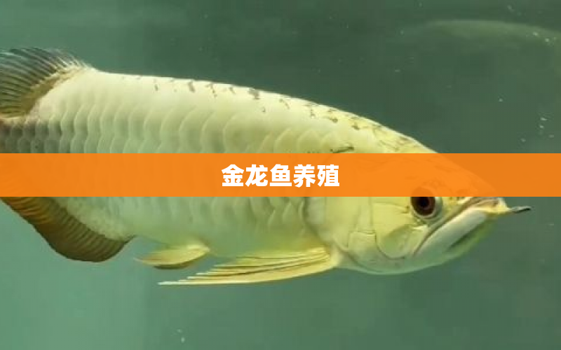 金龍魚養(yǎng)殖 水族問答 第1張