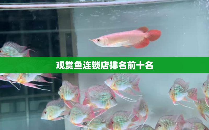 觀賞魚連鎖店排名前十名 水族問答 第1張