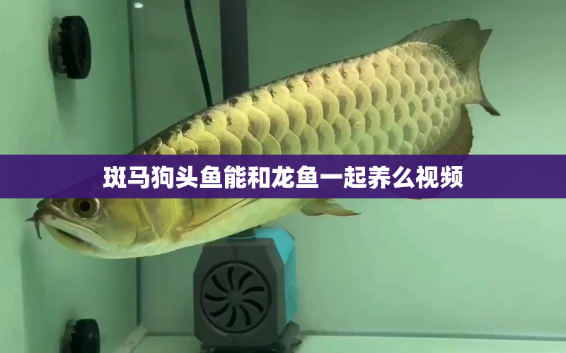 斑馬狗頭魚能和龍魚一起養(yǎng)么視頻 水族問(wèn)答