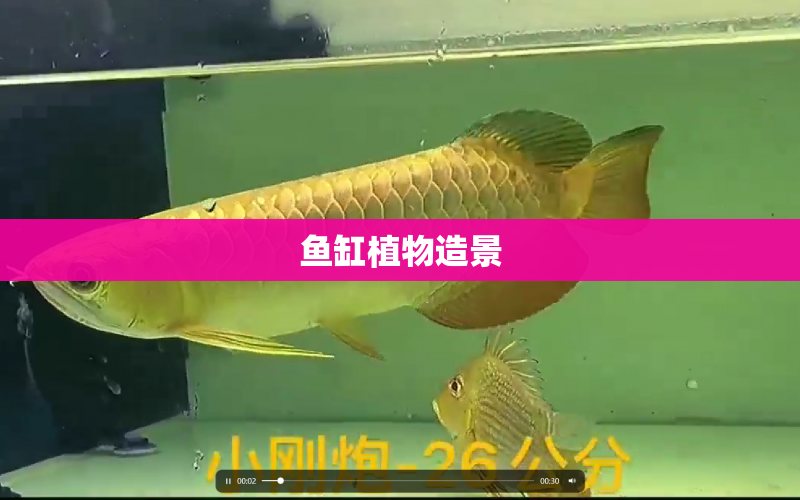 魚缸植物造景 水族問答 第1張