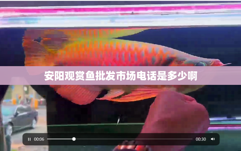 安陽觀賞魚批發(fā)市場電話是多少啊 水族問答 第1張