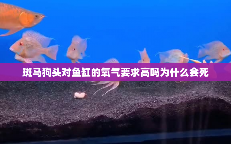 斑馬狗頭對魚缸的氧氣要求高嗎為什么會死 水族問答 第1張