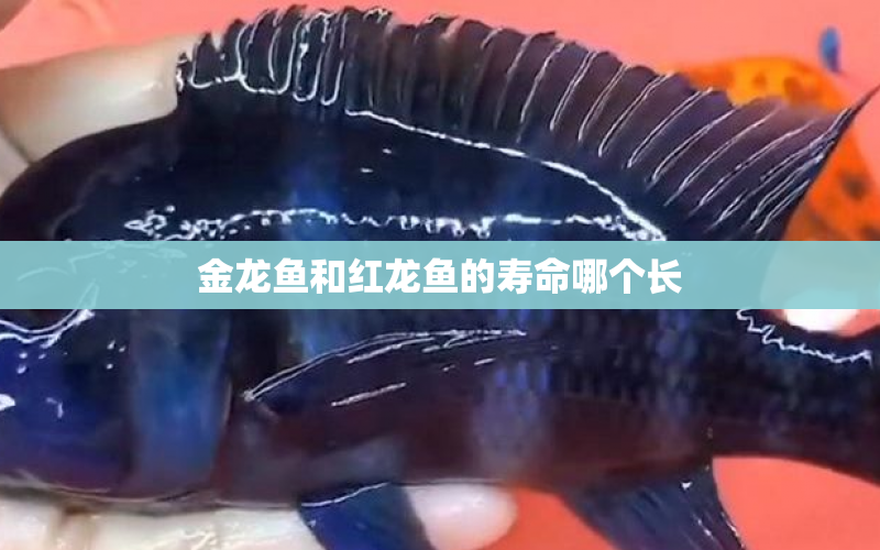 金龍魚和紅龍魚的壽命哪個長 水族問答 第1張