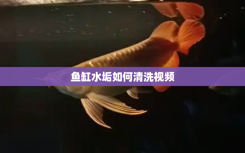 魚缸水垢如何清洗視頻 水族問(wèn)答 第1張