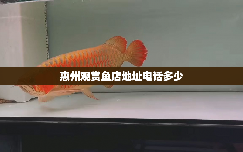 惠州觀賞魚店地址電話多少 水族問答 第1張