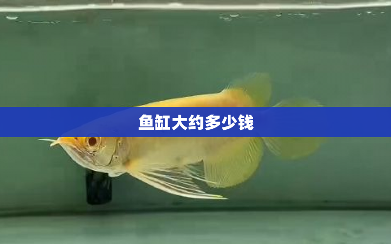 魚(yú)缸大約多少錢 水族問(wèn)答 第1張