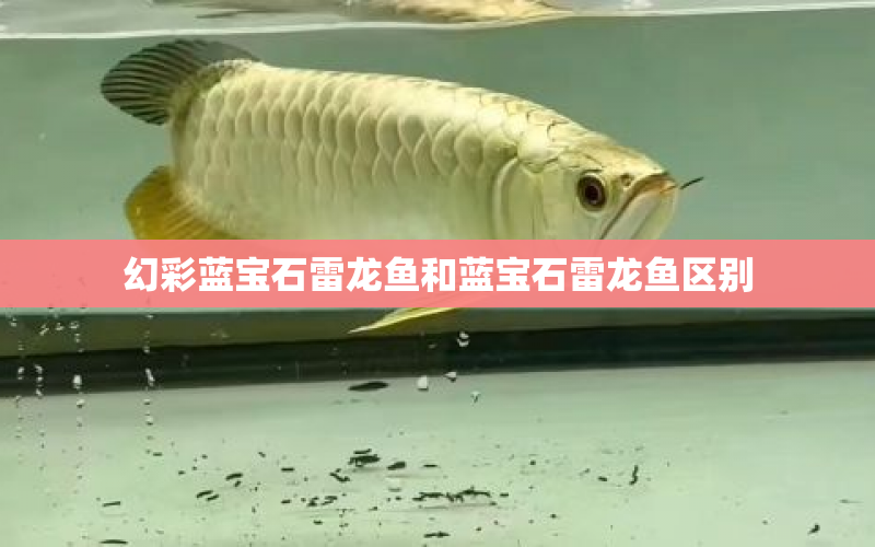 幻彩藍(lán)寶石雷龍魚和藍(lán)寶石雷龍魚區(qū)別 水族問答 第1張