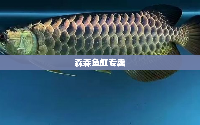 森森魚缸專賣 水族問(wèn)答 第1張