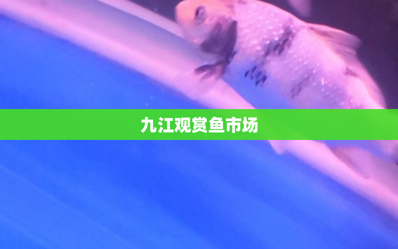 九江觀賞魚市場 水族問答 第1張