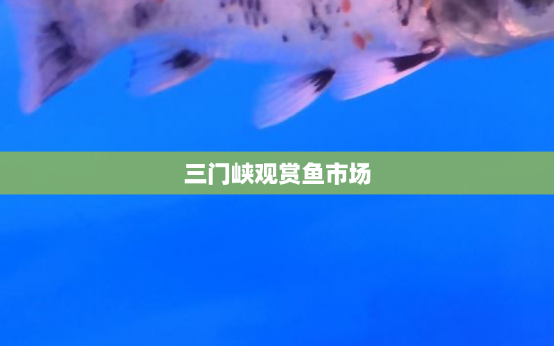 三門峽觀賞魚市場 水族問答 第1張