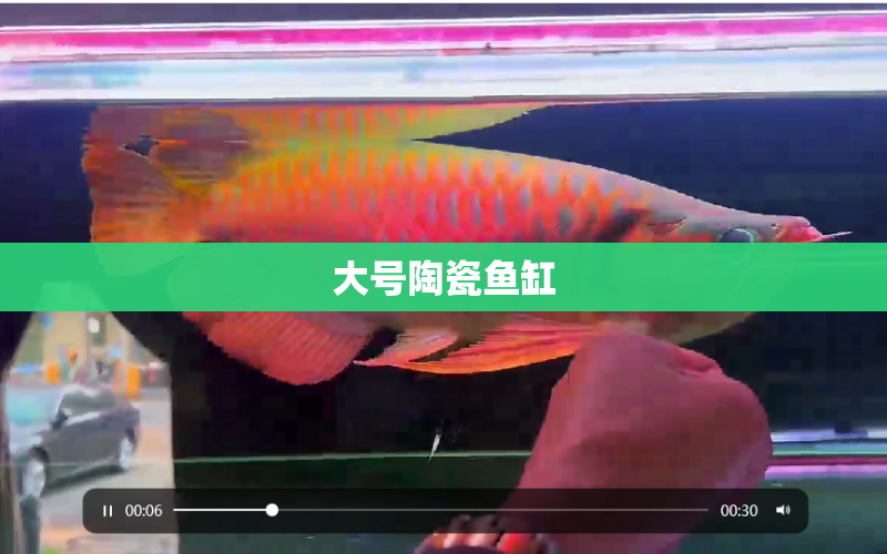 大號陶瓷魚缸 水族問答 第1張