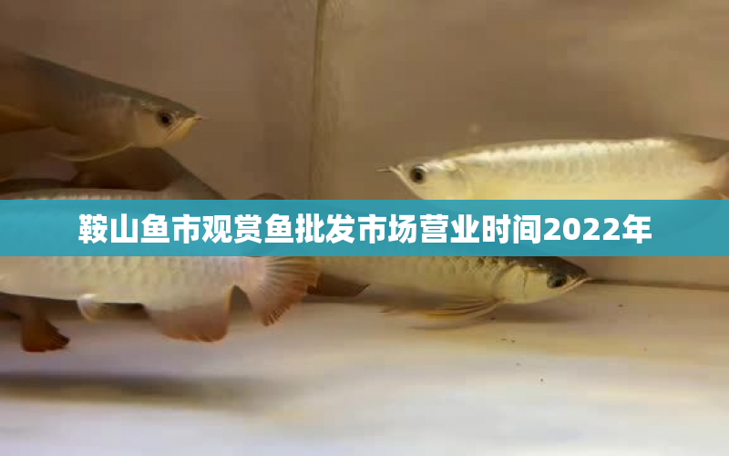 鞍山魚(yú)市觀賞魚(yú)批發(fā)市場(chǎng)營(yíng)業(yè)時(shí)間2022年 水族問(wèn)答 第1張