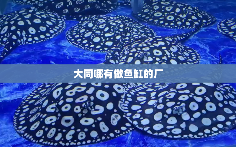 大同哪有做魚缸的廠 水族問答 第1張