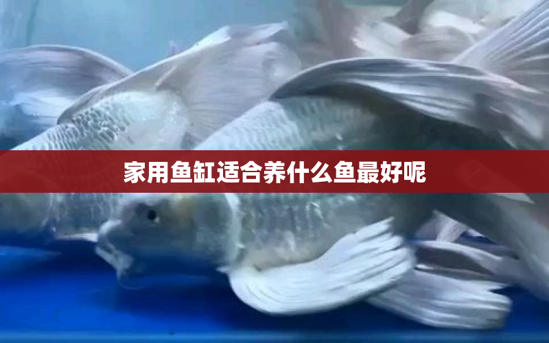 家用魚缸適合養(yǎng)什么魚最好呢 水族問答 第2張