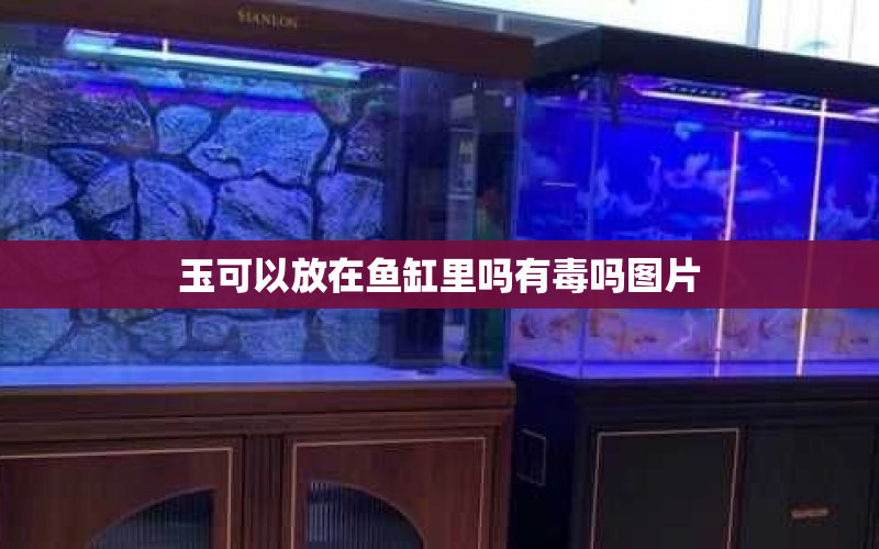 玉可以放在魚(yú)缸里嗎有毒嗎圖片 水族問(wèn)答 第1張