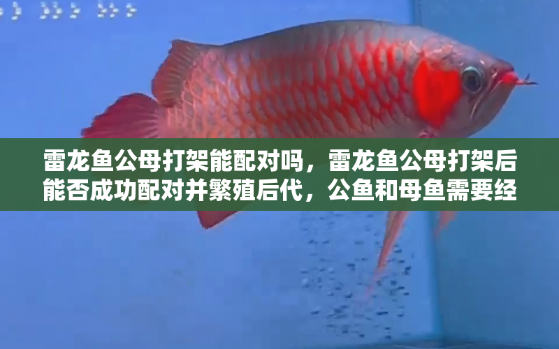 雷龍魚公母打架能配對嗎，雷龍魚公母打架后能否成功配對并繁殖后代，公魚和母魚需要經(jīng)歷哪些步驟 水族問答 第1張