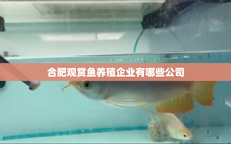 合肥觀賞魚養(yǎng)殖企業(yè)有哪些公司 水族問答 第1張