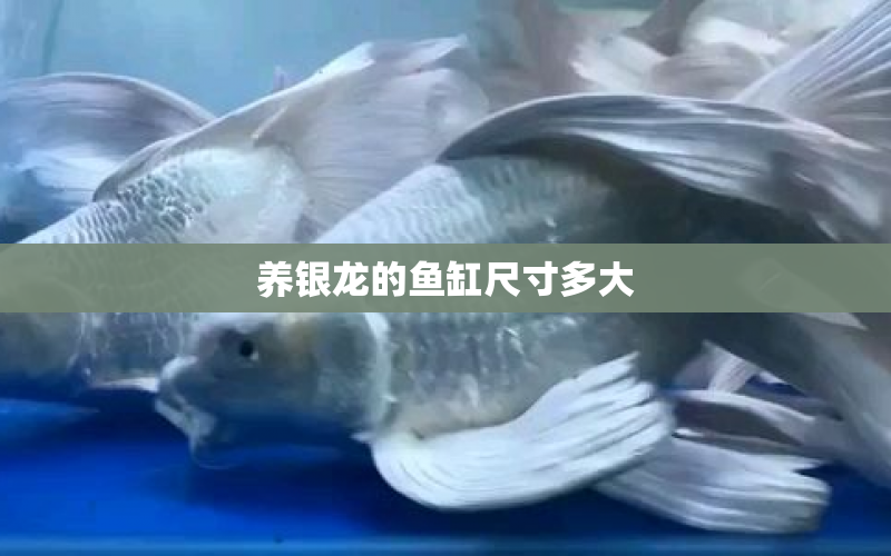 養(yǎng)銀龍的魚(yú)缸尺寸多大 水族問(wèn)答 第1張