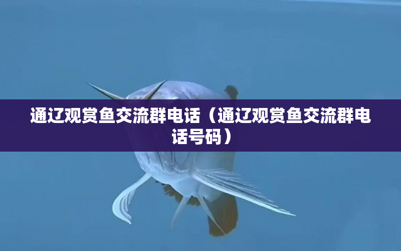 通遼觀賞魚交流群電話（通遼觀賞魚交流群電話號(hào)碼） 水族問答 第1張