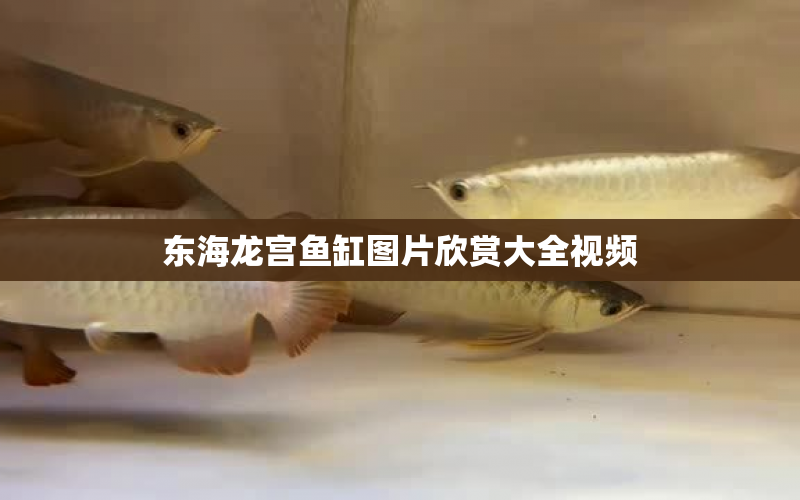 東海龍宮魚缸圖片欣賞大全視頻 水族問答 第1張