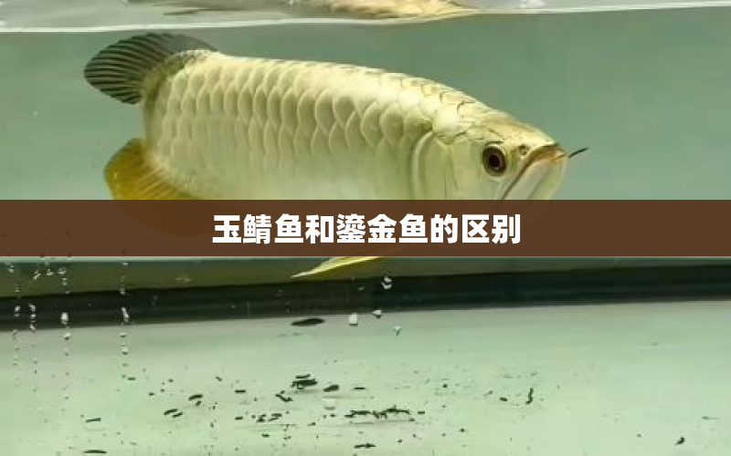 玉鯖魚(yú)和鎏金魚(yú)的區(qū)別 水族問(wèn)答 第1張