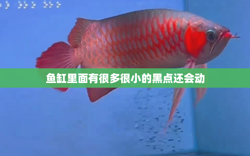 魚缸里面有很多很小的黑點還會動 水族問答 第1張