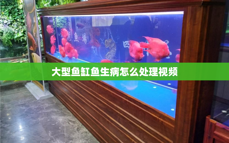 大型魚缸魚生病怎么處理視頻 水族問答 第1張